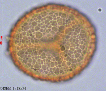 ISEM 1/Melpomene_moniliformis_82294/Melpomene_moniliformis_82294_0001(copy)_thumb.jpg